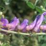 Fotografia 8 da espécie Vicia cracca do Jardim Botânico UTAD
