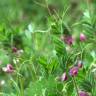 Fotografia 8 da espécie Vicia sepium do Jardim Botânico UTAD