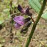 Fotografia 11 da espécie Vicia sepium do Jardim Botânico UTAD