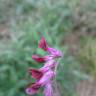 Fotografia 5 da espécie Vicia villosa do Jardim Botânico UTAD