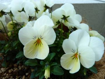 Fotografia da espécie Viola arvensis