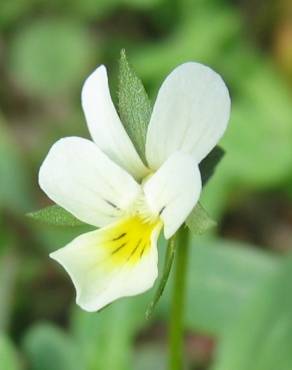 Fotografia 3 da espécie Viola arvensis no Jardim Botânico UTAD