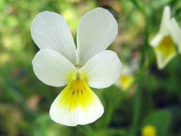 Fotografia da espécie Viola arvensis