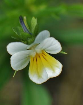 Fotografia 5 da espécie Viola arvensis no Jardim Botânico UTAD