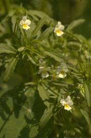 Fotografia da espécie Viola arvensis