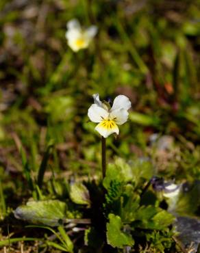 Fotografia 12 da espécie Viola arvensis no Jardim Botânico UTAD