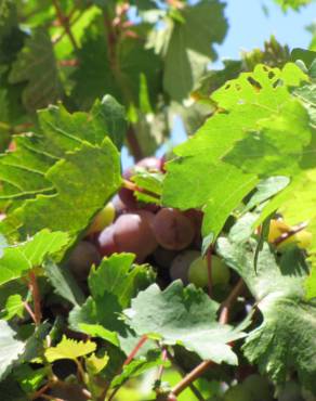 Fotografia 3 da espécie Vitis vinifera no Jardim Botânico UTAD