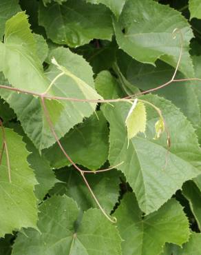 Fotografia 4 da espécie Vitis vinifera no Jardim Botânico UTAD