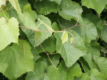 Fotografia da espécie Vitis vinifera