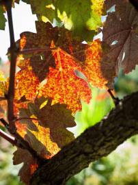 Fotografia da espécie Vitis vinifera