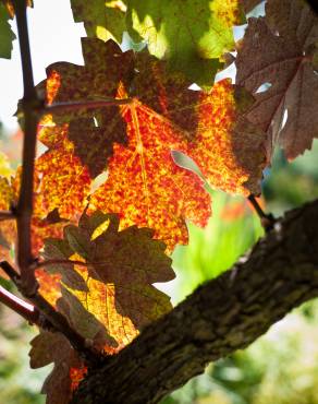 Fotografia 5 da espécie Vitis vinifera no Jardim Botânico UTAD