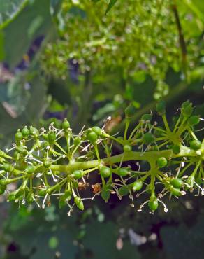 Fotografia 6 da espécie Vitis vinifera no Jardim Botânico UTAD