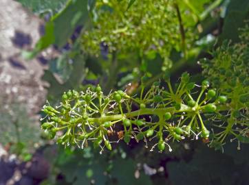 Fotografia da espécie Vitis vinifera