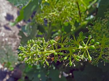 Fotografia da espécie Vitis vinifera