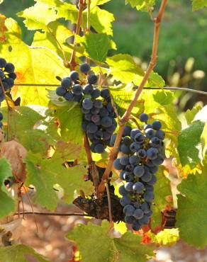 Fotografia 8 da espécie Vitis vinifera no Jardim Botânico UTAD