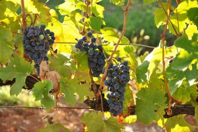 Fotografia da espécie Vitis vinifera