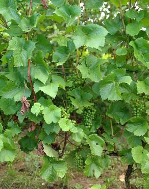 Fotografia 9 da espécie Vitis vinifera no Jardim Botânico UTAD