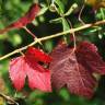 Fotografia 12 da espécie Vitis vinifera do Jardim Botânico UTAD