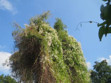 Fotografia da espécie Fallopia baldschuanica