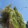 Fotografia 3 da espécie Fallopia baldschuanica do Jardim Botânico UTAD