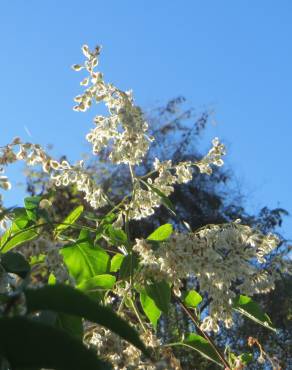 Fotografia 4 da espécie Fallopia baldschuanica no Jardim Botânico UTAD