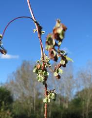 Fallopia dumetorum