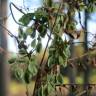 Fotografia 7 da espécie Fallopia dumetorum do Jardim Botânico UTAD