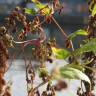 Fotografia 8 da espécie Fallopia dumetorum do Jardim Botânico UTAD