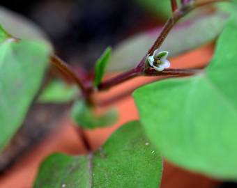 Fotografia da espécie Fallopia convolvulus