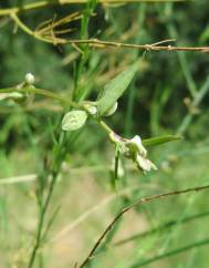 Fallopia convolvulus