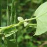 Fotografia 7 da espécie Fallopia convolvulus do Jardim Botânico UTAD