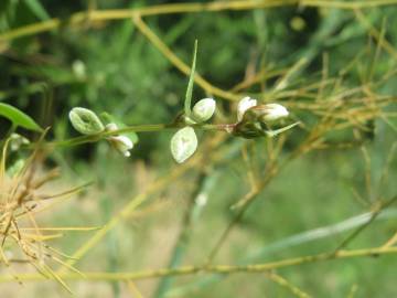 Fotografia da espécie Fallopia convolvulus