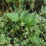 Fotografia 9 da espécie Fallopia convolvulus do Jardim Botânico UTAD