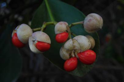 Fotografia da espécie Euonymus japonicus