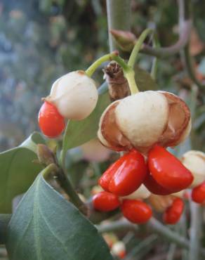 Fotografia 1 da espécie Euonymus japonicus no Jardim Botânico UTAD