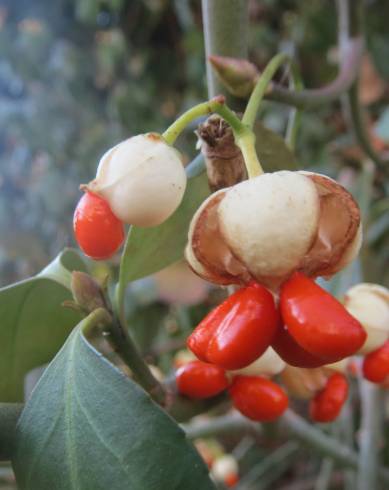 Fotografia de capa Euonymus japonicus - do Jardim Botânico