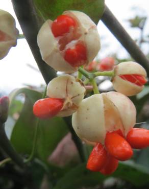 Fotografia 6 da espécie Euonymus japonicus no Jardim Botânico UTAD