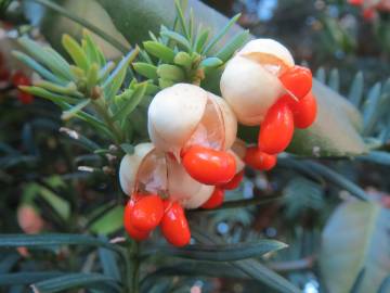 Fotografia da espécie Euonymus japonicus