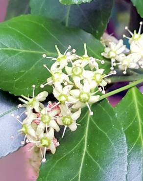 Fotografia 8 da espécie Euonymus japonicus no Jardim Botânico UTAD