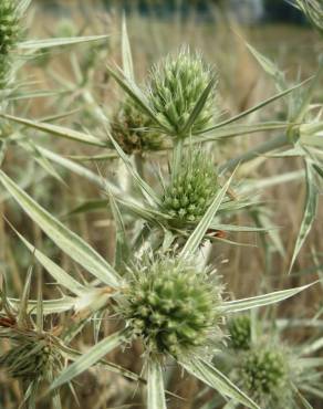 Fotografia 6 da espécie Eryngium campestre no Jardim Botânico UTAD