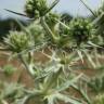 Fotografia 8 da espécie Eryngium campestre do Jardim Botânico UTAD