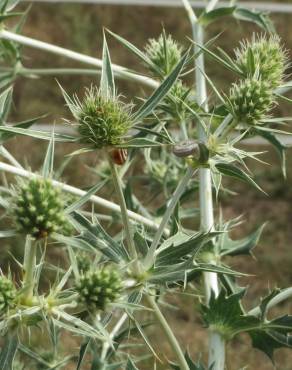 Fotografia 9 da espécie Eryngium campestre no Jardim Botânico UTAD