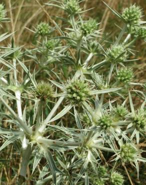 Fotografia 10 da espécie Eryngium campestre no Jardim Botânico UTAD