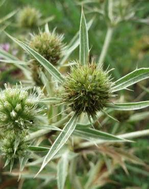 Fotografia 11 da espécie Eryngium campestre no Jardim Botânico UTAD