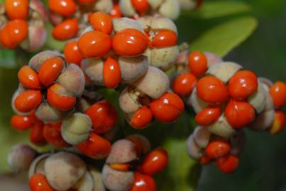 Fotografia da espécie Euonymus japonicus