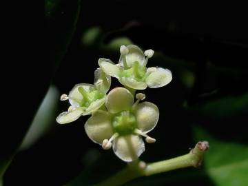 Fotografia da espécie Euonymus japonicus