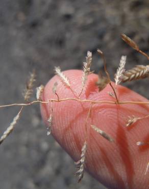 Fotografia 3 da espécie Eragrostis minor no Jardim Botânico UTAD