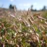 Fotografia 1 da espécie Eragrostis minor do Jardim Botânico UTAD