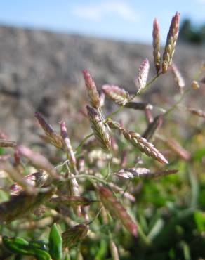 Fotografia 8 da espécie Eragrostis minor no Jardim Botânico UTAD