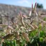 Fotografia 8 da espécie Eragrostis minor do Jardim Botânico UTAD